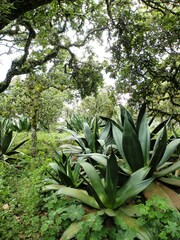 Agave atrovirens