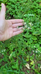 Symphyotrichum lateriflorum