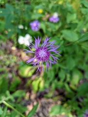 Centaurea nigrescens