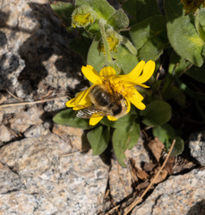 Bombus flavidus flavidus