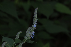 Salvia polystachia