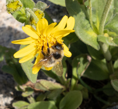 Bombus flavidus flavidus