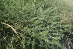 Asparagus officinalis