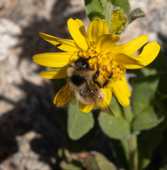 Bombus flavidus flavidus