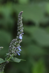 Salvia polystachia