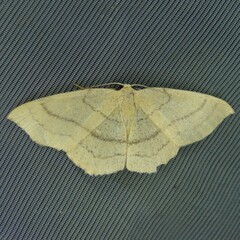 Cyclophora linearia