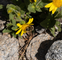 Bombus flavidus flavidus