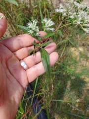 Eupatorium serotinum