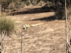 Sympetrum