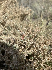 Atriplex semibaccata