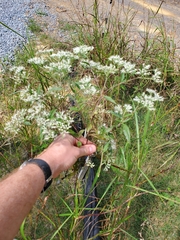 Eupatorium serotinum