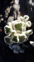 Marrubieae