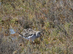 Calidris pugnax