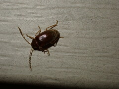 Ptilodactyla