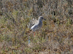 Calidris pugnax