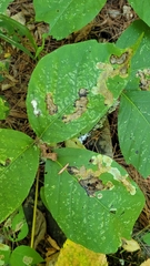 Cameraria guttifinitella