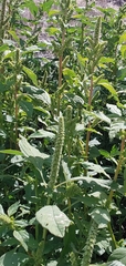 Amaranthus retroflexus