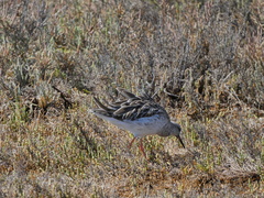 Calidris pugnax