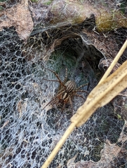 Ageleninae