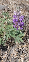 Lupinus formosus