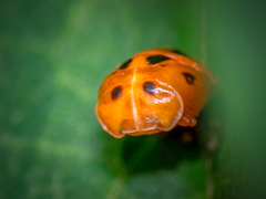 Harmonia axyridis
