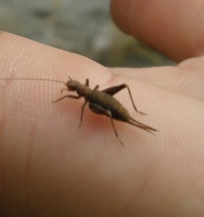 Arachnocephalus vestitus