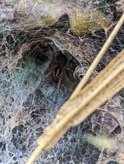 Ageleninae