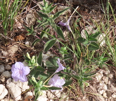 Ruellia humilis