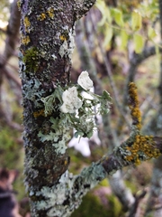 Ramalina sinensis