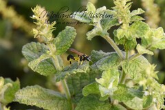 Sceliphron madraspatanum