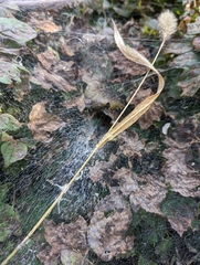 Ageleninae