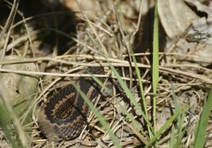 Vipera seoanei