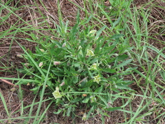 Chamaesaracha edwardsiana