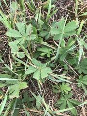 Potentilla recta