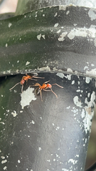 Camponotus floridanus