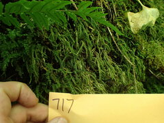 Thamnobryum neckeroides