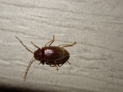 Ptilodactyla