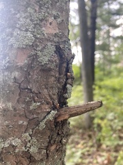 Phaeophyscia rubropulchra