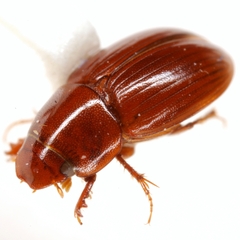 Alloblackburneus cavidomus