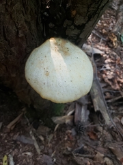 Volvariella bombycina