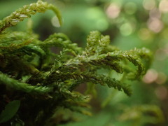 Thamnobryum neckeroides