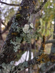 Ramalina sinensis