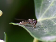 Meliscaeva auricollis