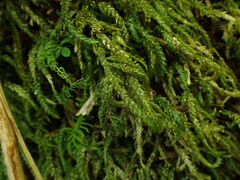 Thamnobryum neckeroides