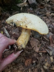 Volvariella bombycina