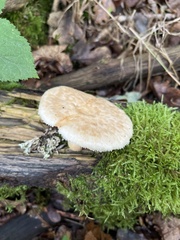 Polyporus tuberaster