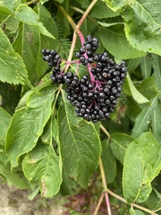 Sambucus racemosa melanocarpa