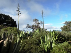 Agave atrovirens