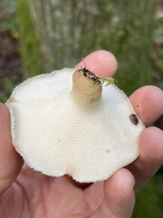 Polyporus tuberaster