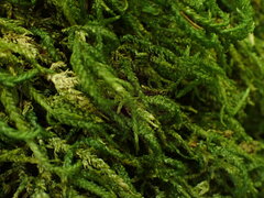 Thamnobryum neckeroides